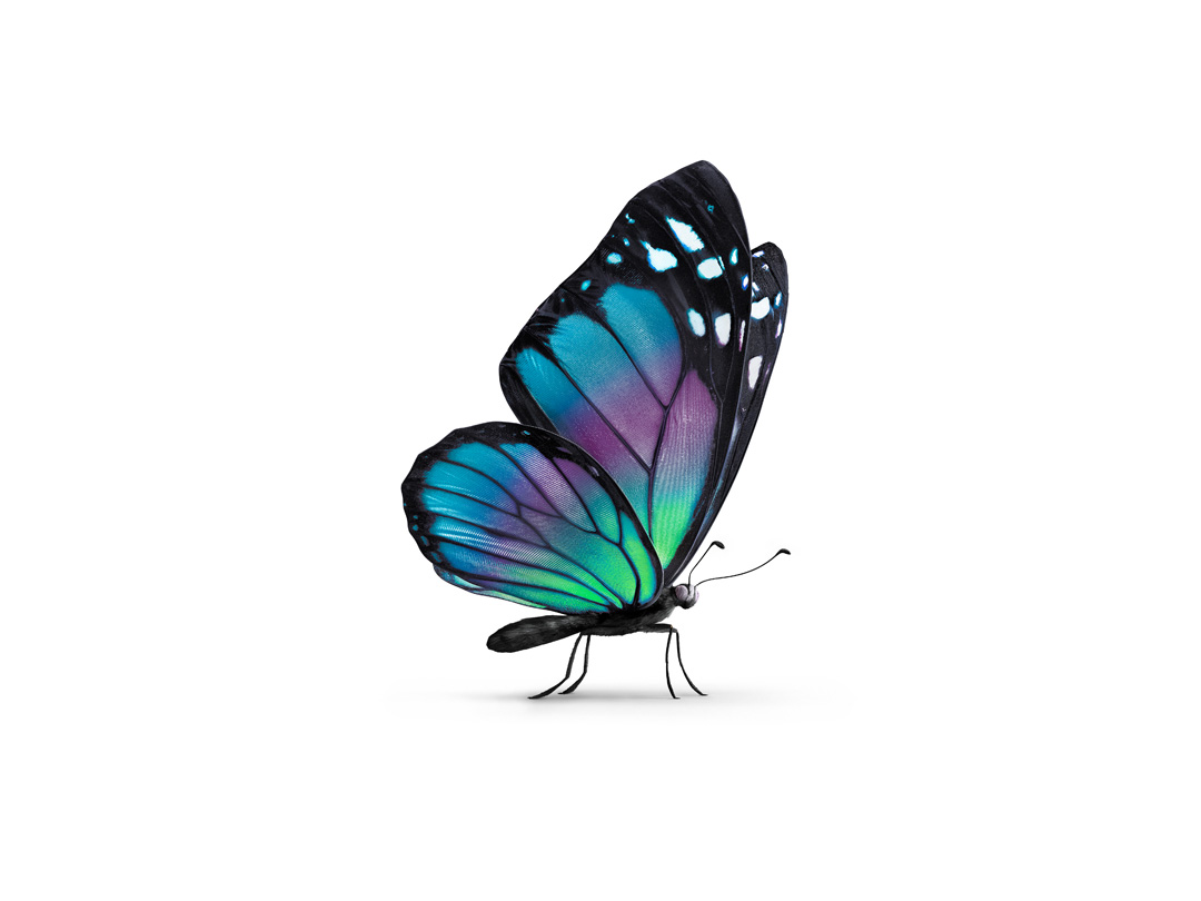 2024 Wellbeing Calendar   Butterfly Side Green3 BH LR RGB 