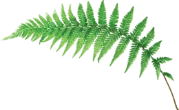 Fern-Grounded_transparent