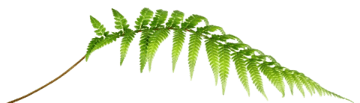 FernMain_processed FernMain_processed