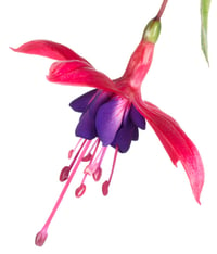 A fuschia flower