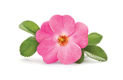 HS-Alberta_Wild_Rose