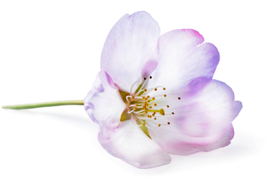 Cherry_Blossom_Individual_Surface Cherry_Blossom_Individual_Surface