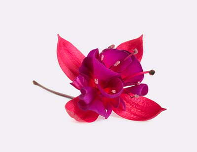 red-flower red-flower