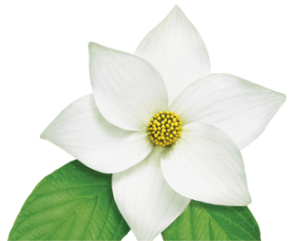 Pacific Dogwood Flower