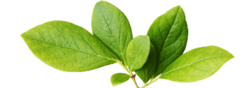 An image of leaves An image of leaves