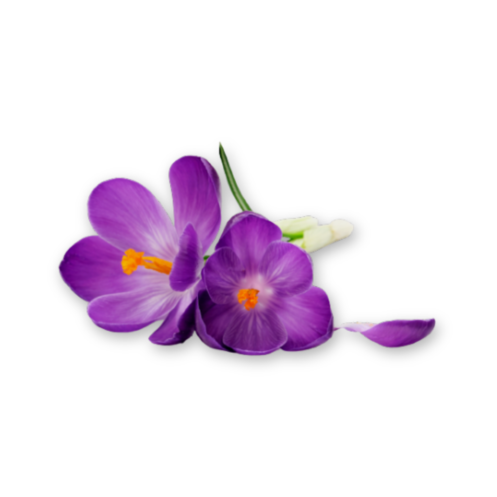 Purple Flower (1)