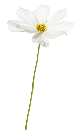 Cosmos_White_SideviewStem_BH_LR_RGB_0 Cosmos_White_SideviewStem_BH_LR_RGB_0