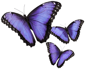 Trois papillons violets