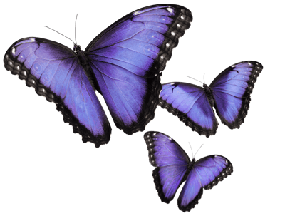 Three purple butterflies