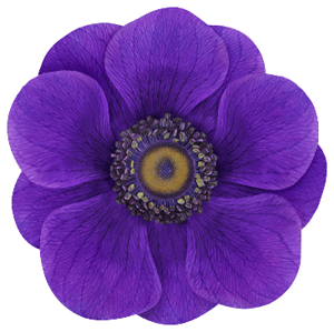 flower-purple-1