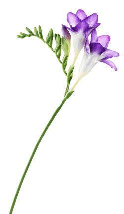 A purple flower