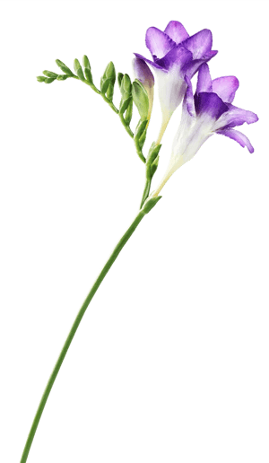 Fleur de freesia violette