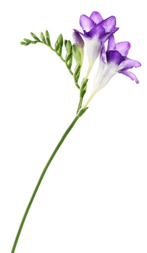 Fleur de freesia violette Fleur de freesia violette