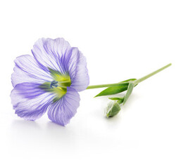 Flax_Flower