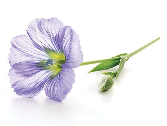flower-new