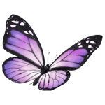 th-sales-footer-butterfly-300x300 th-sales-footer-butterfly-300x300