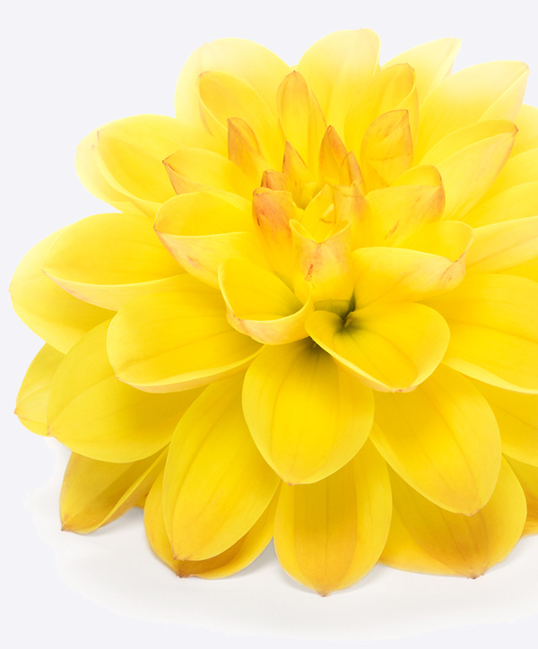 A yellow flower