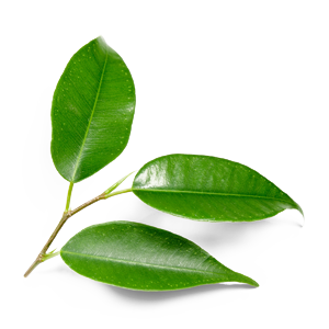 leaf-new-transparent