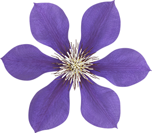Purple Flower CHR