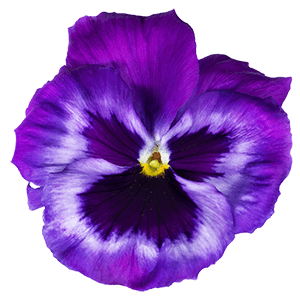 Purple_flower (1)