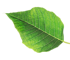 2020.09_Poinsettia_Leaf_Front_BH_HR_RGB-c_adobe_express-1
